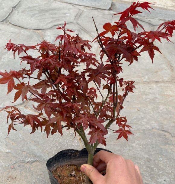 適合做盆景的幾種植物花很少的錢買回家修修剪剪養成盆景