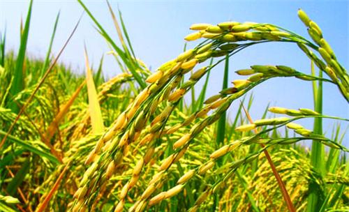 同样是人口大国,为何中国满世界买粮食,而印度向全世界出口粮食休闲区蓝鸢梦想 - Www.slyday.coM 同样是人口大国,为何中国满世界买粮食,而印度向全世界出口粮食休闲区蓝鸢梦想 - Www.slyday.coM