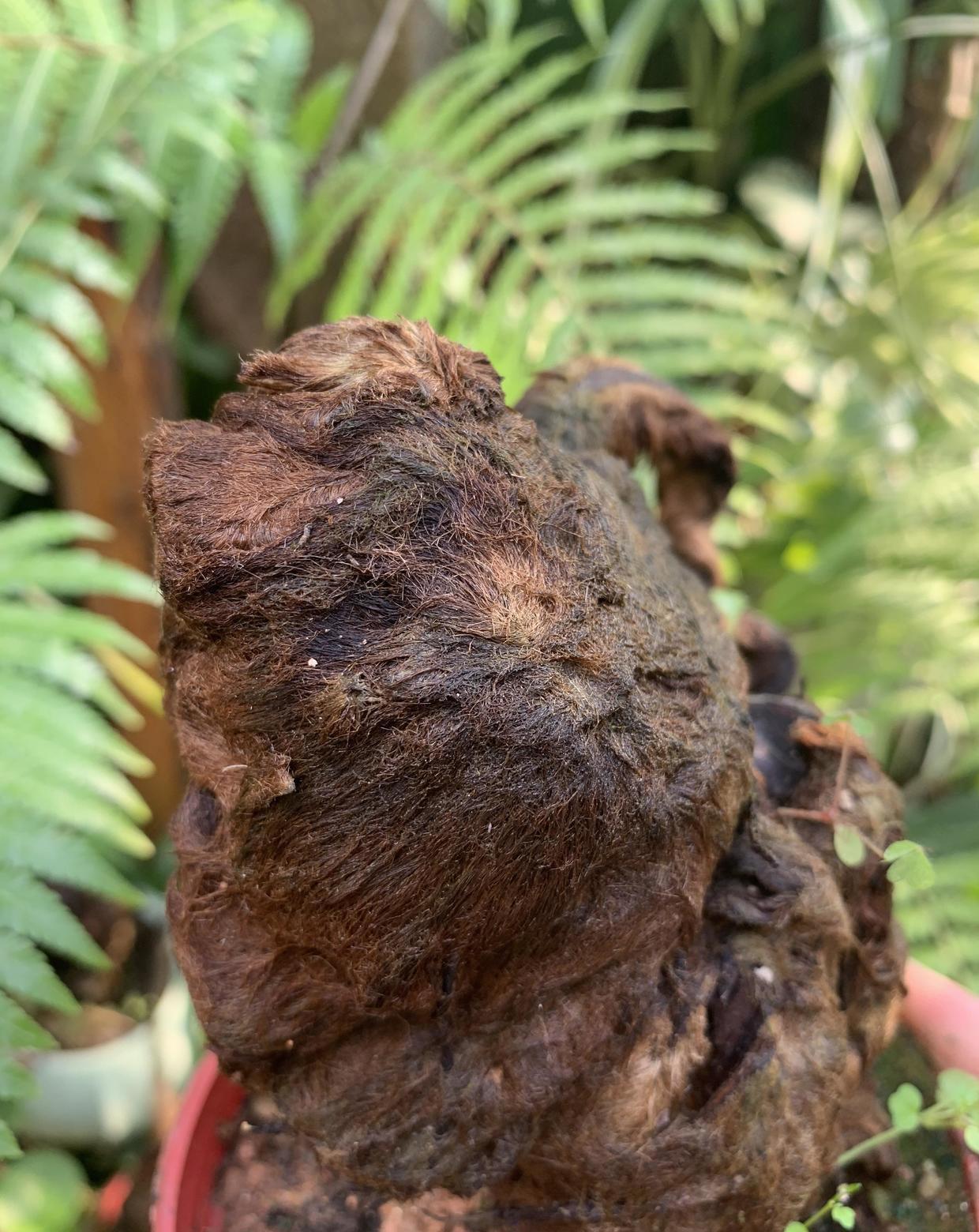 金毛狗蕨类植物,适合做盆景,枝干1米高,摆在客厅有品味