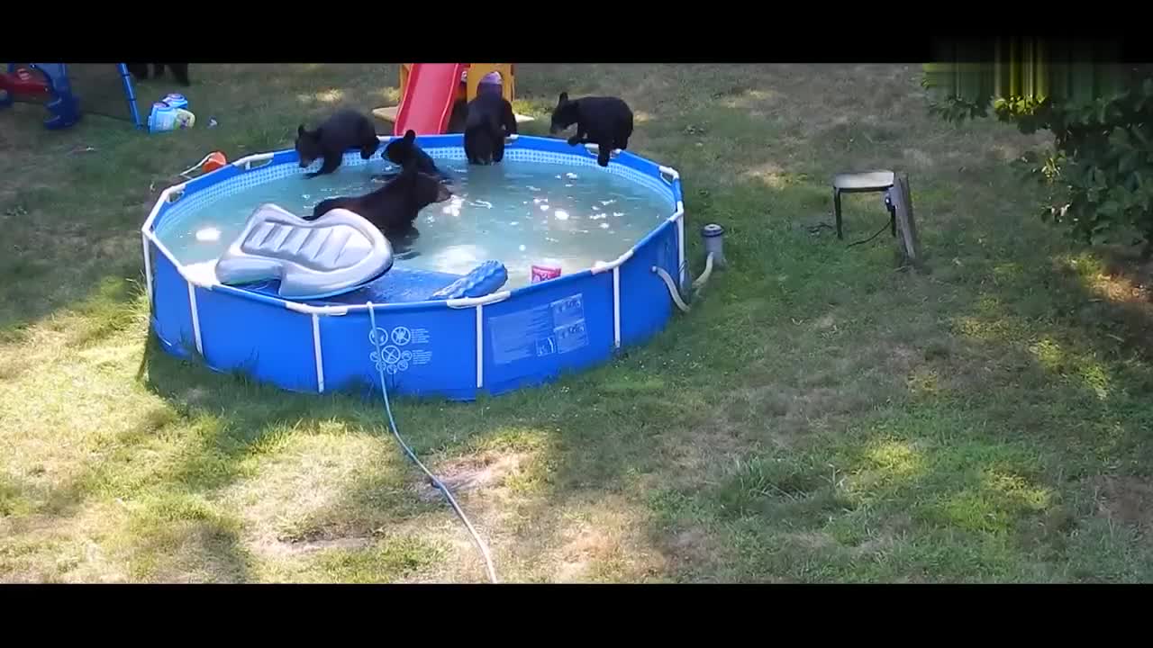 真熊孩子黑熊一家闯进私人游泳池嬉戏主人敢怒不敢言