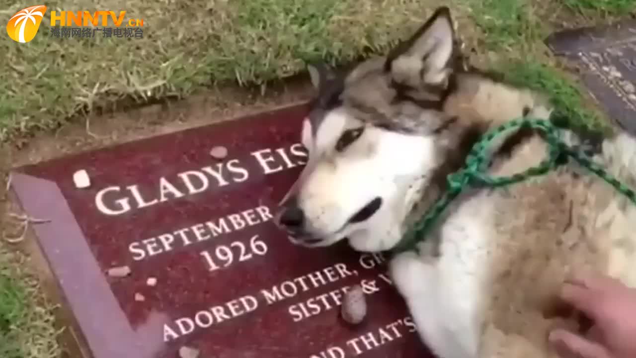 主人离世,狗狗趴在墓碑上不肯离开,镜头拍下全过程