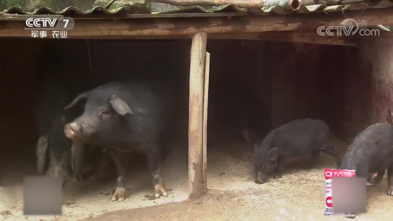 仿生猪窝讲究细节大小环境都必须严谨还要造个小隔间