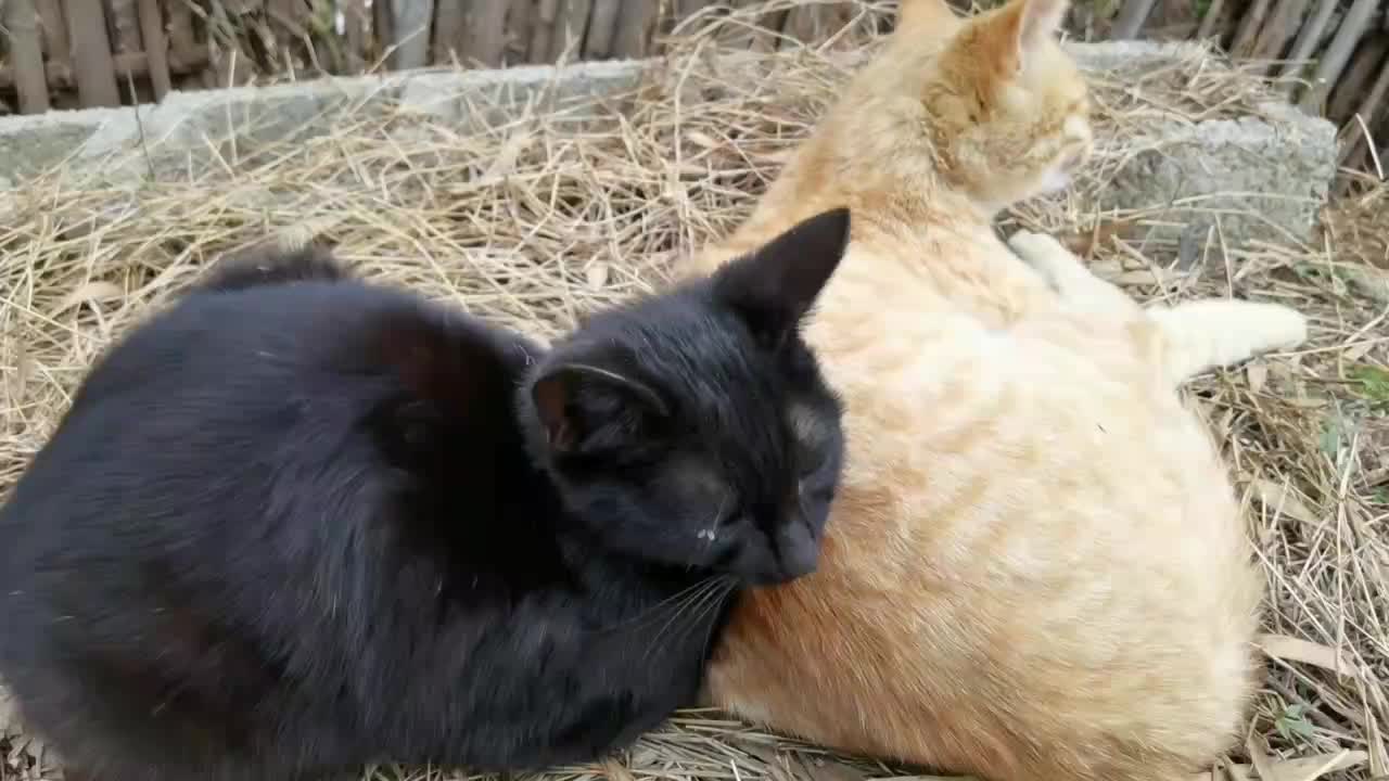 农村黄狸猫帮小黑猫舔毛,真是兄弟情深