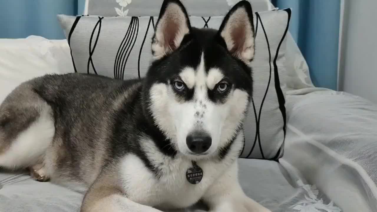 一直搓二哈的狗头,二哈会是什么反应