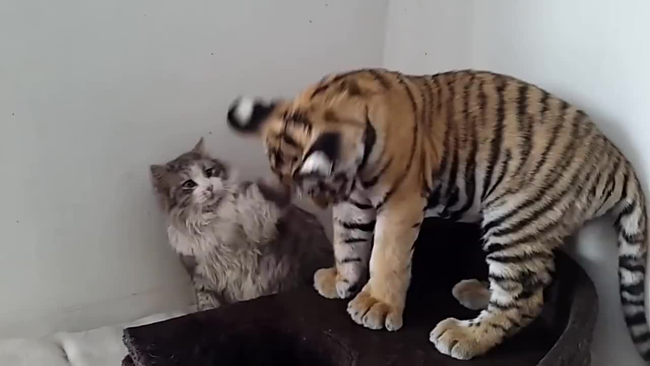 猫咪第一次看到老虎,上去就是一爪子,这画面真是太逗了