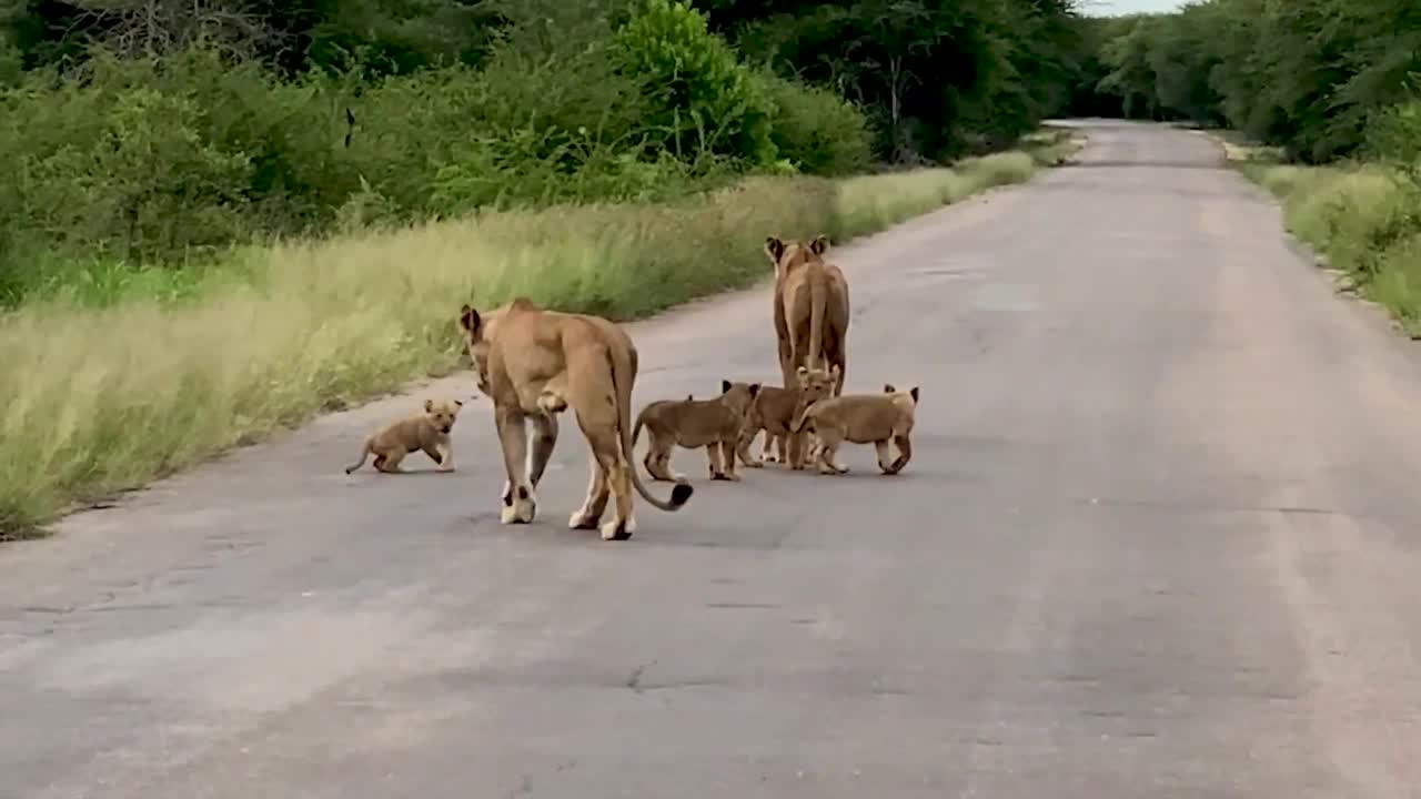 母狮和幼崽在公路上驻足
