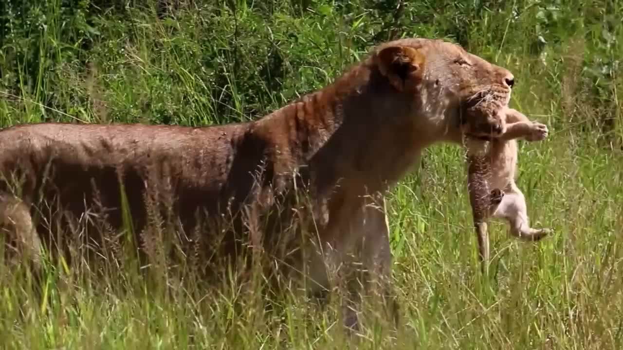 幼崽第一天出来冒险，母狮叼在嘴里赶路