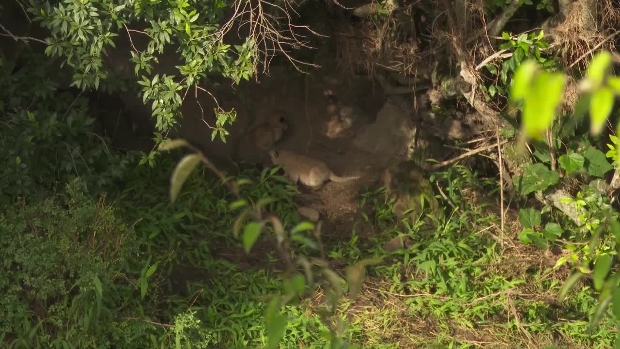 母狮换新家，逐个叼着幼崽离开