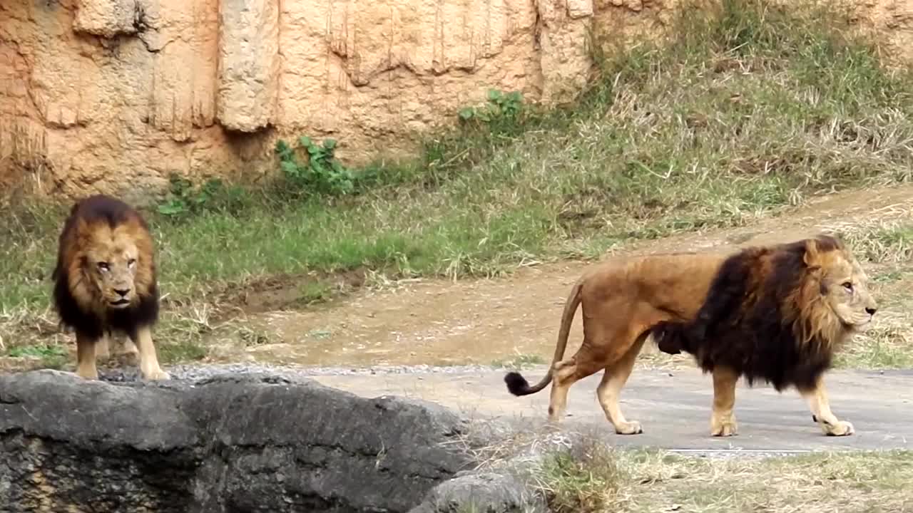 雄狮亲了母狮一口，母狮明白了雄狮的心思