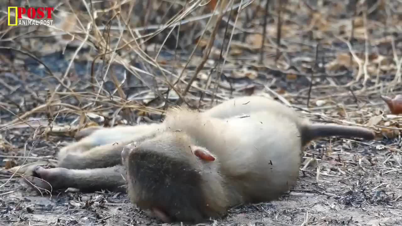 可怜的猴子触电了,情况不是很好