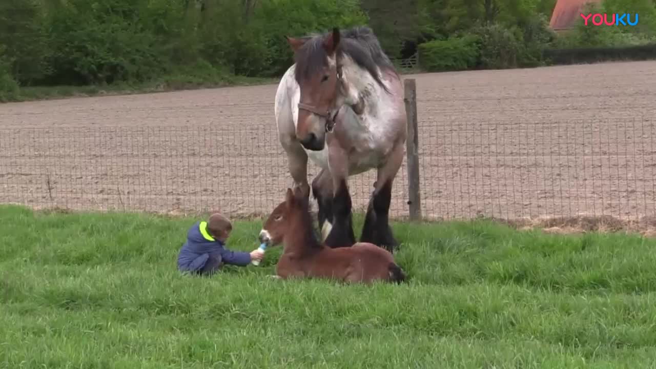 小男孩给小马驹喂奶，马妈妈站在一旁，接下来的举动简直暖哭！