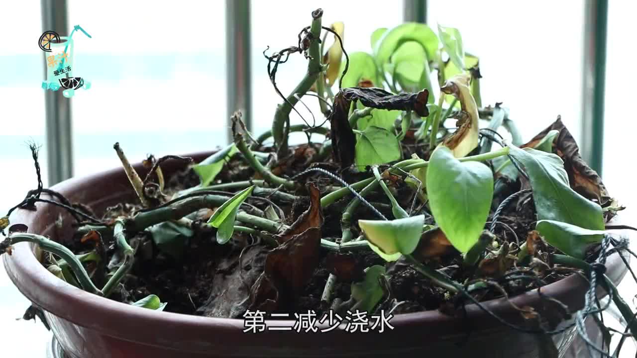绿萝黄叶的原因全在这教你一招轻松解决叶片油绿爆满盆厉害