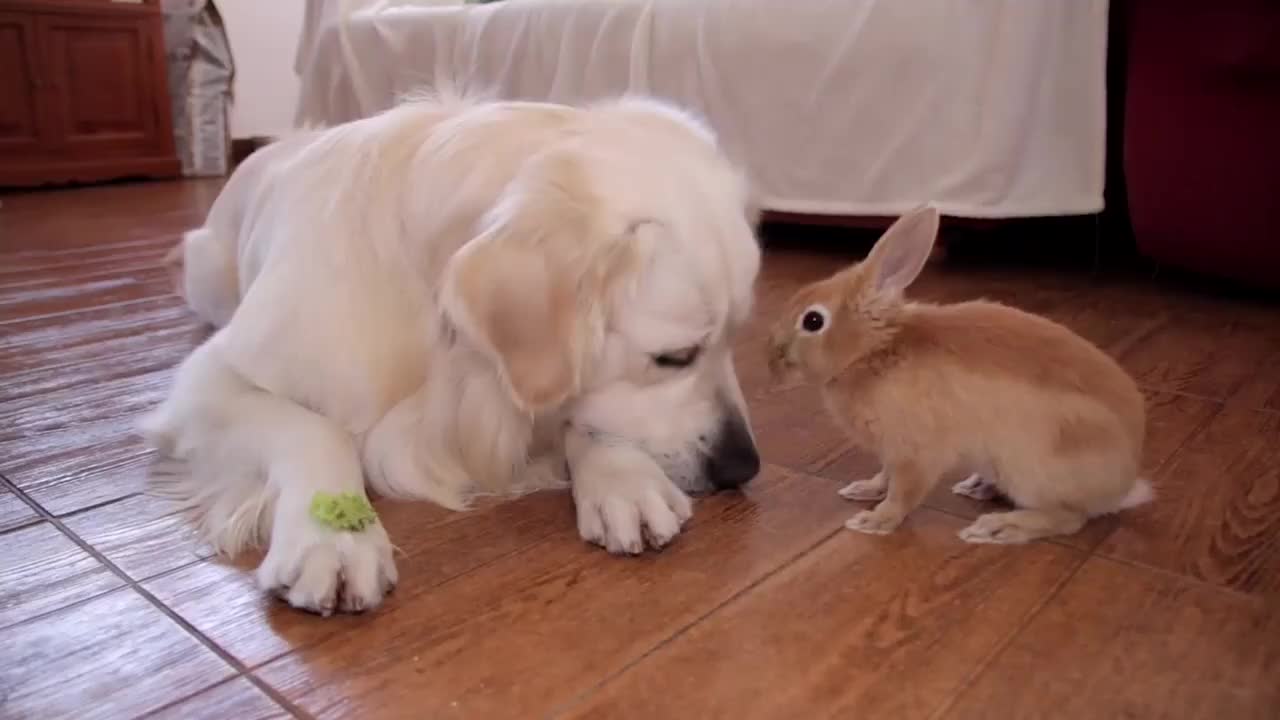 金毛跟兔子卖萌谁知兔子是这反应接下来太搞笑了