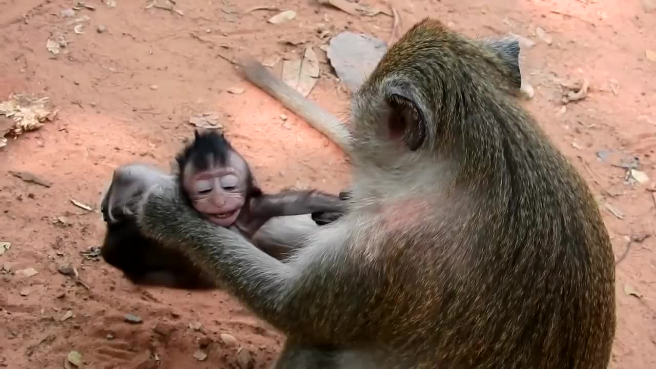 可怜的小猴惨遭母猴暴打最后奄奄一息镜头记录残忍一幕