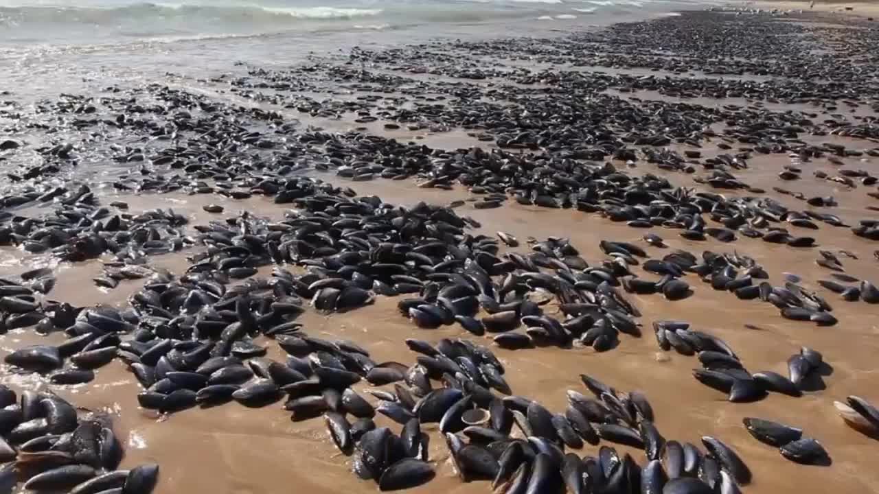 海滩上全是这东西非洲人却宁愿挨饿也不吃网友暴殄天物啊