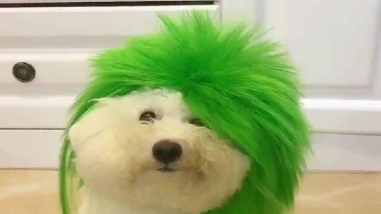 要想生活过的去头上必须带点绿油门带上假发真的是可爱死了