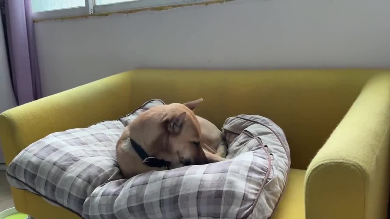 冬天起床遛狗狗子挣扎了好久才坚定了决心实在是太冷了