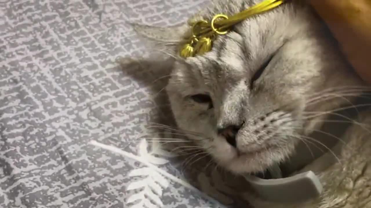 金箍戴上以后你再也不是一只普通的猫了