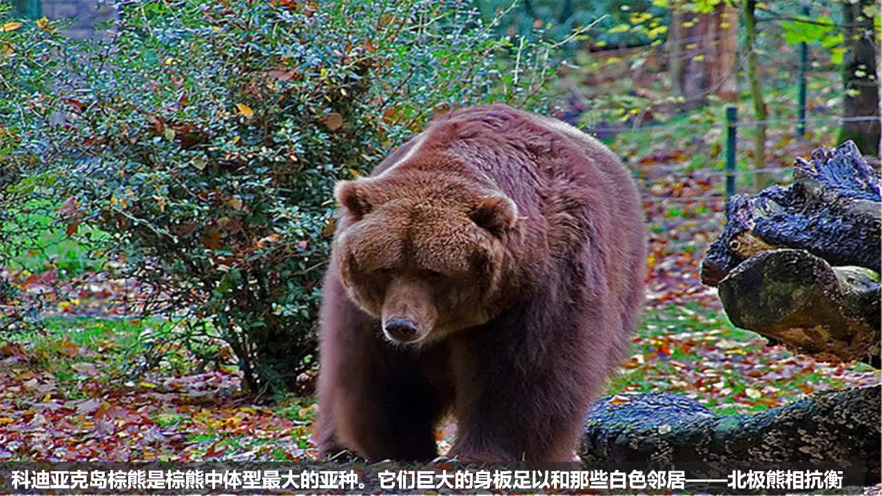 世界上最大的熊连老虎见到它都要俯首称臣