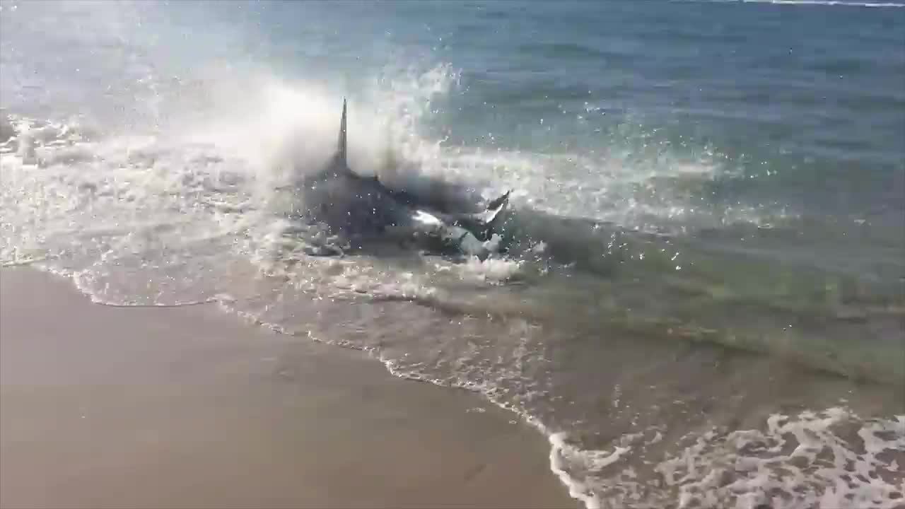 海边一条大鱼搁浅，像发了疯似的拼命挣扎，没有一人敢靠近！