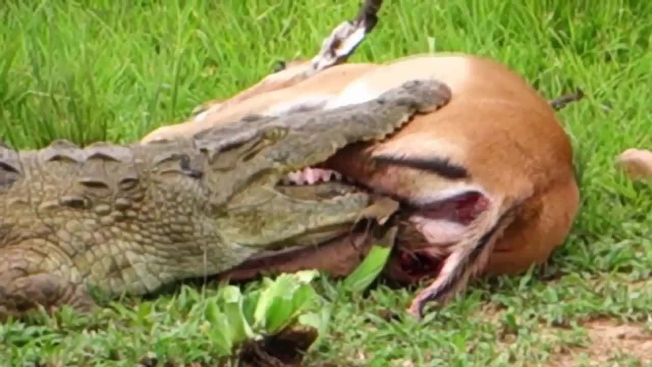 鳄鱼咬住羚羊不松口，结果反羚羊的脚卡住喉咙，镜头拍下全过程