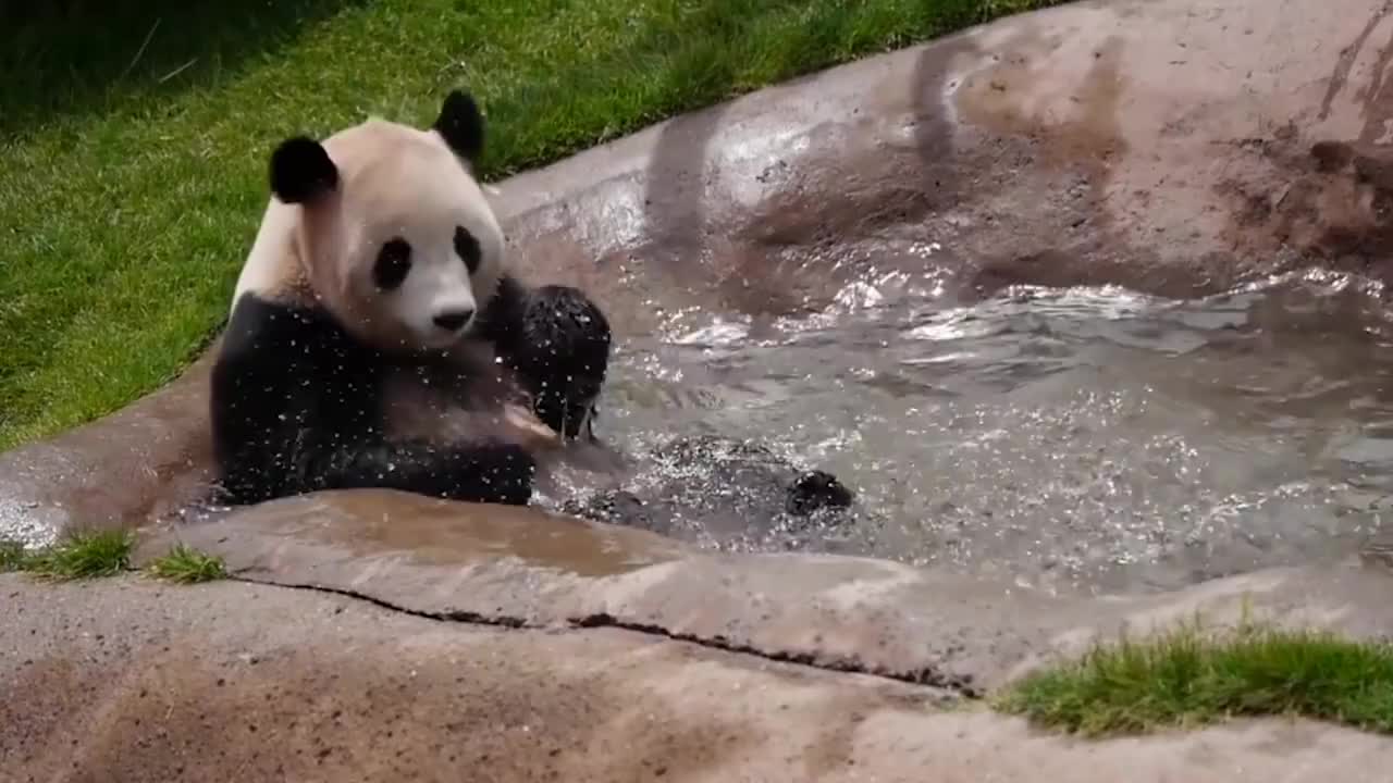 大熊猫为解暑去泡澡，结果差点“溺水”，饲养员也紧张了