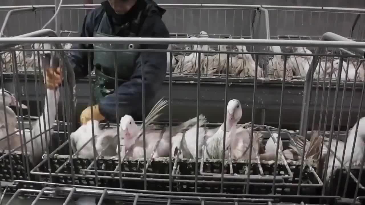 世界上最凶猛的犬