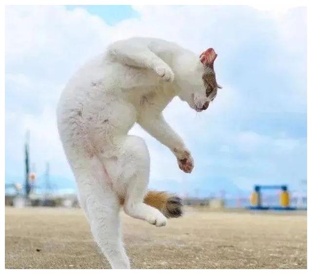 腾空一个横踢,三花旋风腿可不是浪得虚名.