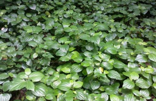 假蒟是一种多年生的草本植物,它是一种胡椒目胡椒科的植物,由此大家也