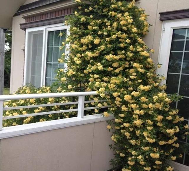 建议大家：月季不要养了，院子栽一颗“花”，开花美丽啊休闲区蓝鸢梦想 - Www.slyday.coM