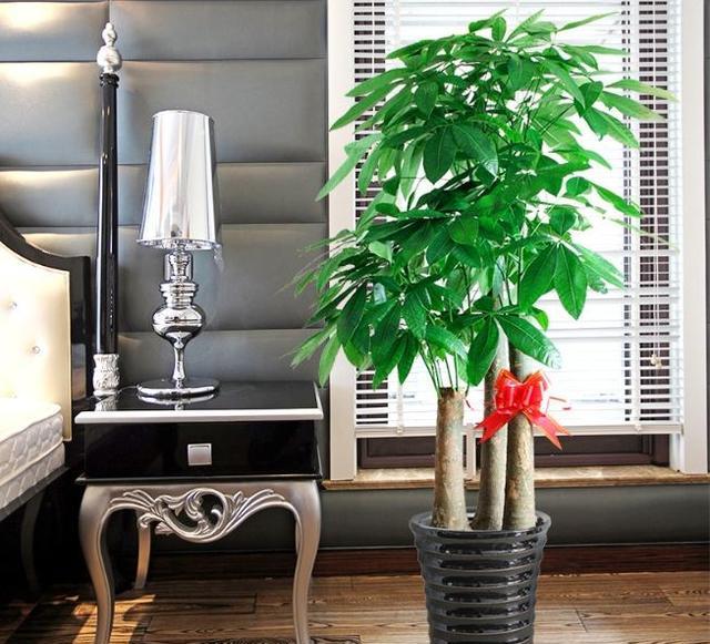 做生意忌讳养什么花(女人发横财最灵的方法)