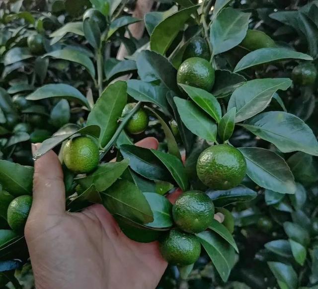 柑橘褐腐病防治药有哪些(柑橘褐腐病防治药有哪些品牌)