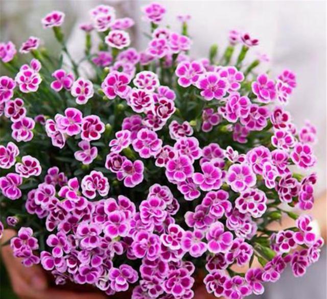 石竹初吻太美了只要5招轻松开爆盆