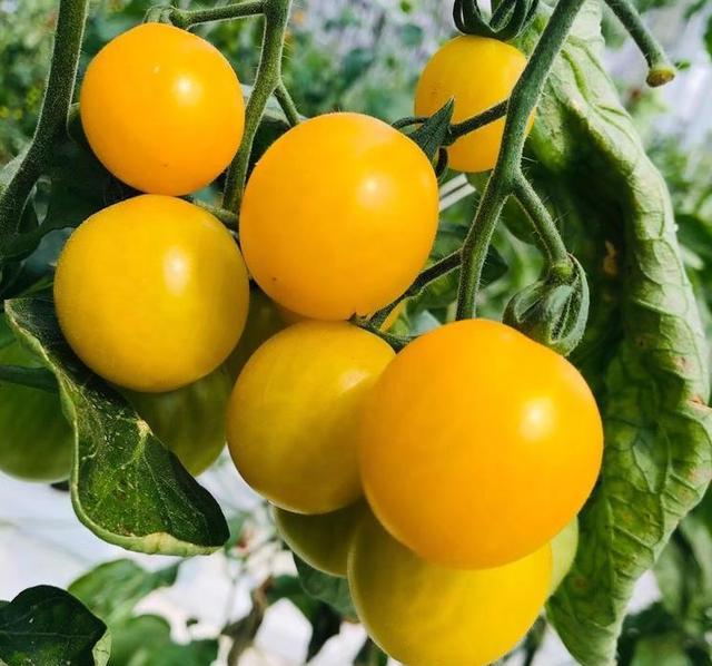 全球最好的小番茄品种 - 以色列海泽拉樱桃番茄,你吃过吗?