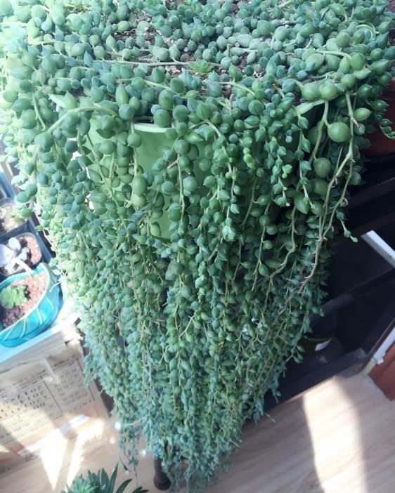 养多好肉佛珠教你全面管理长成玉石瀑布从花盆往外流