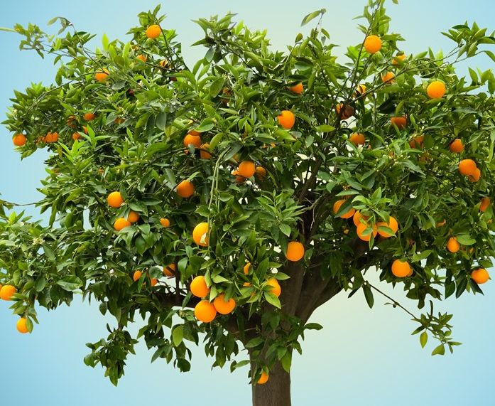 一棵树上的橙子差别怎么这么大,原来橙子也分公母!