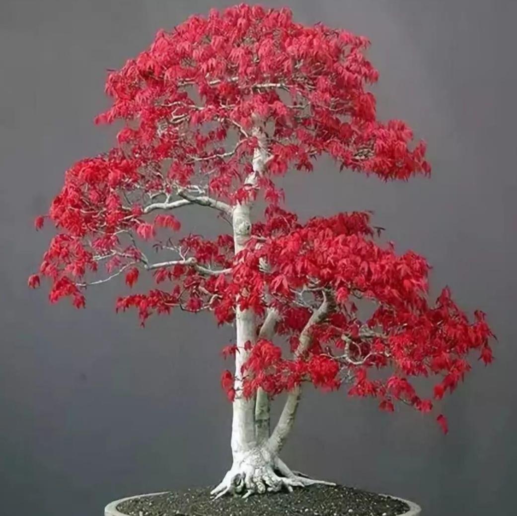 家中养棵红枫盆景无花胜有花漂亮又喜庆