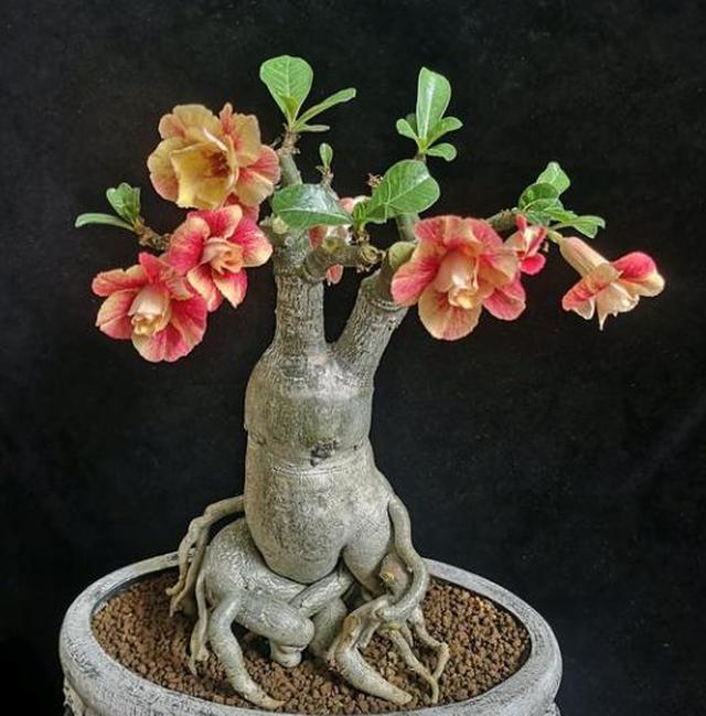 家中养沙漠玫瑰,土里加点"料",怎么养都不烂根