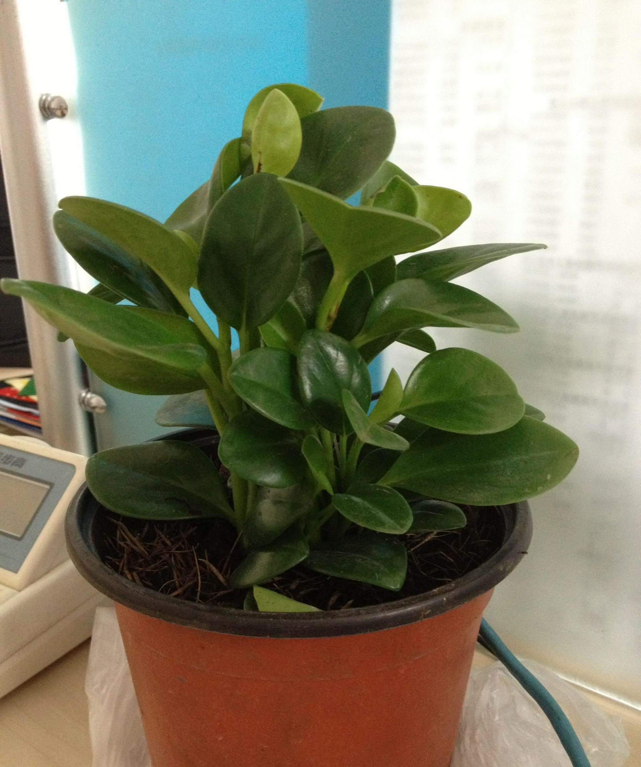 豆瓣绿长太高了怎么办防止豆瓣绿徒长小妙招看这里