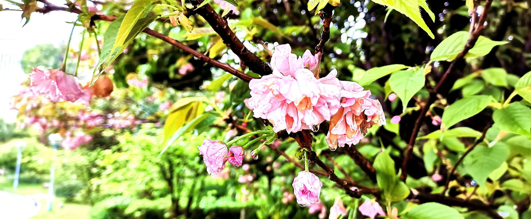 春雨浇灌的樱花 花朵含泪的模样楚楚动人