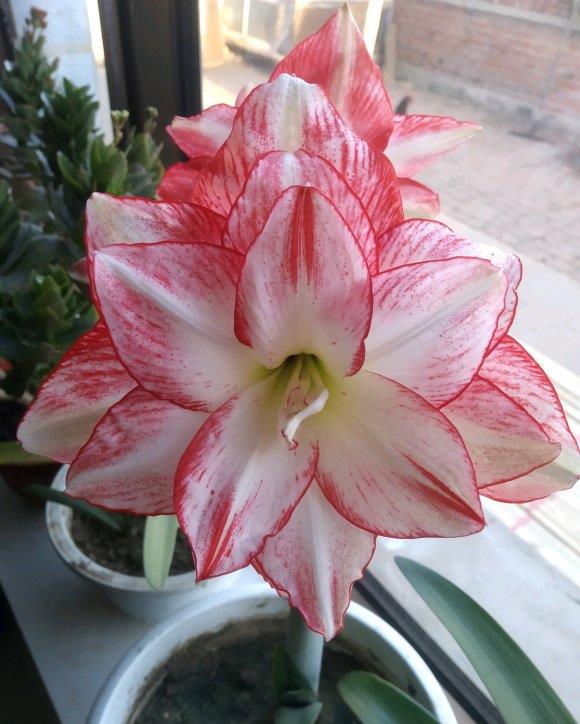 朱顶红是种球植物中开花最大,花瓣最漂亮的,到了每年的春天就可以上