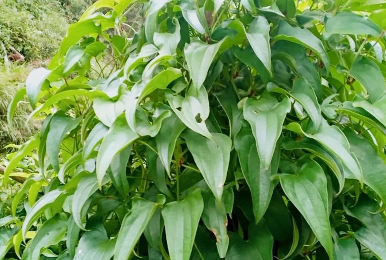 脚板薯可以挖了,简单易做当饭又当菜