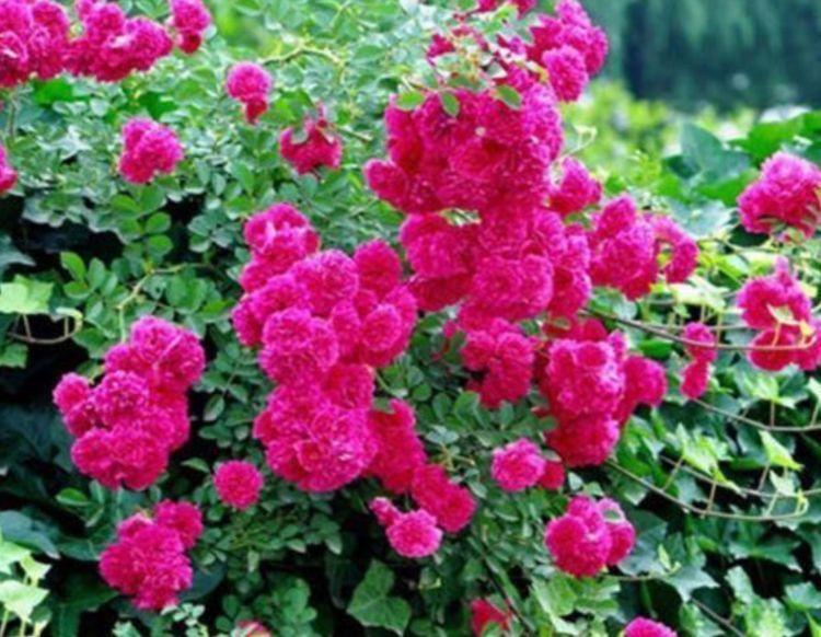 球兰|金边瑞香|三角梅_新浪新闻