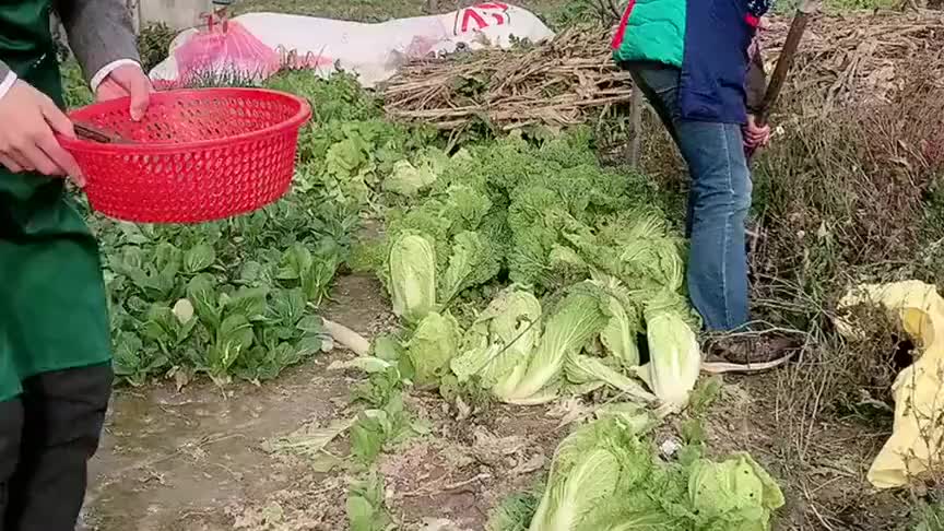 冬天连白菜的物价都在涨,农村小伙这样吃白菜,每天都能吃新鲜的