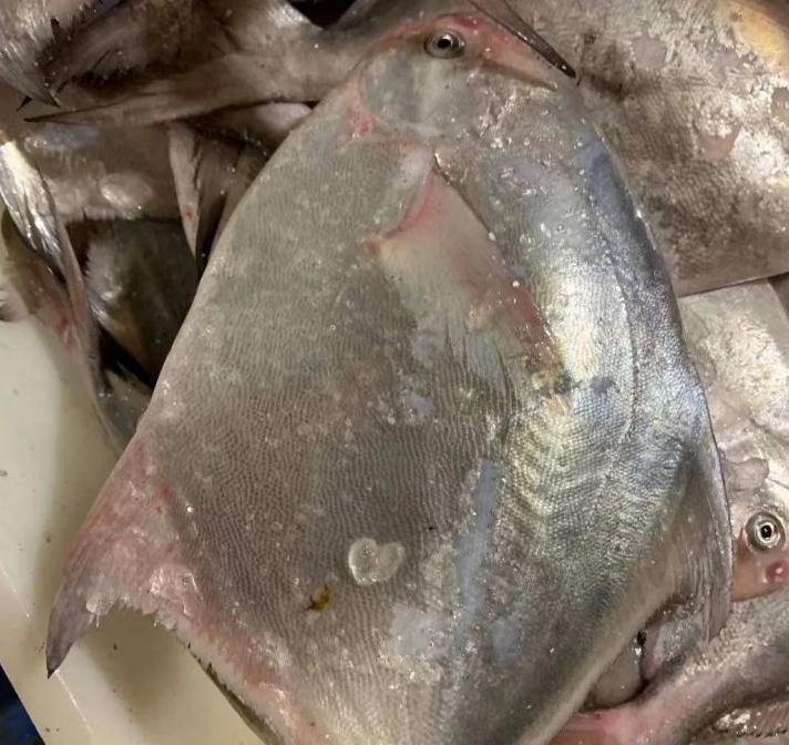 了解,这些渔船多在近海作业,捕捞的渔获物以银鲳,黄鱼,龙头鱼,青鲇鱼