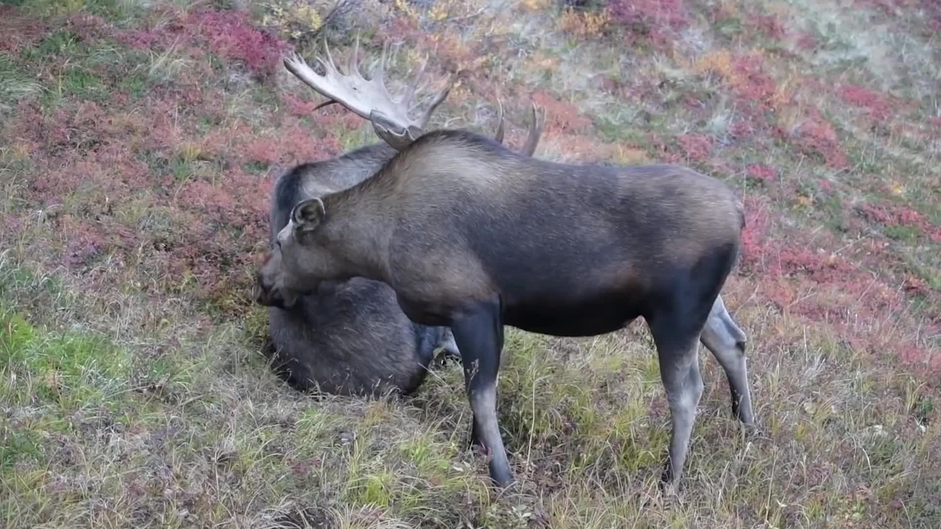 真实存在的四不像比狮子老虎还要厉害,镜头拍下罕见全过程