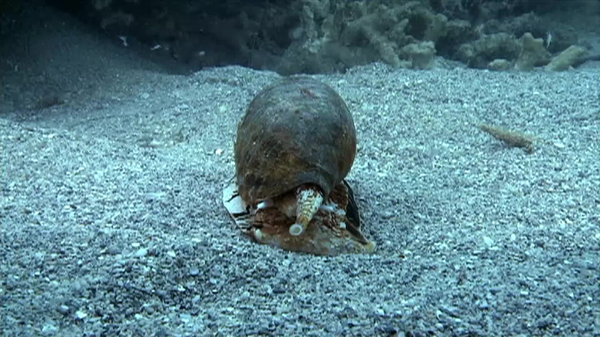 爱吃鱼的鸡心螺,长着一个像鸟头的眼睛,太神奇了