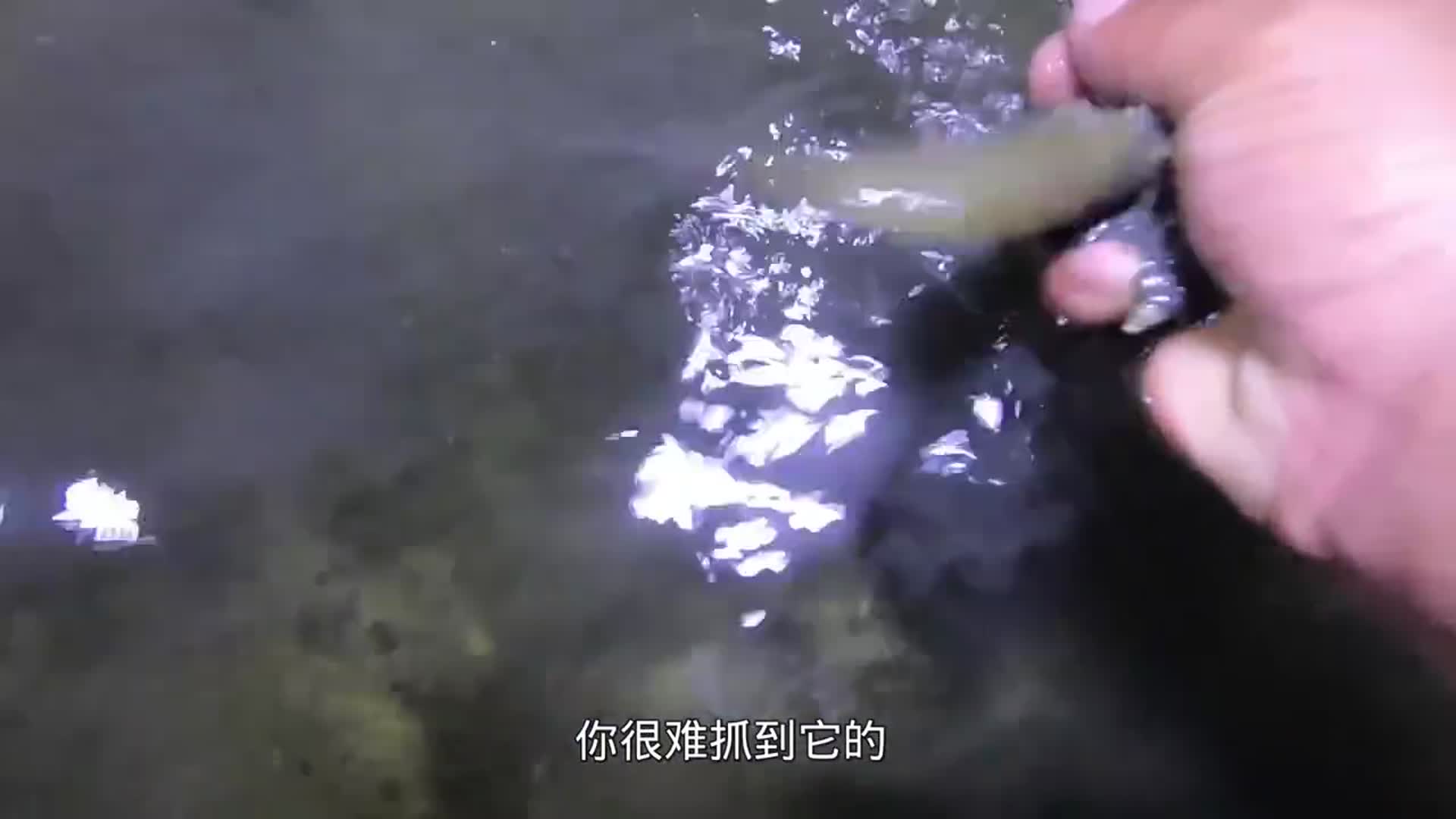 赶海小伙寻找大潮后留下的宝贝，发现大货有几米长，小伙高兴坏了