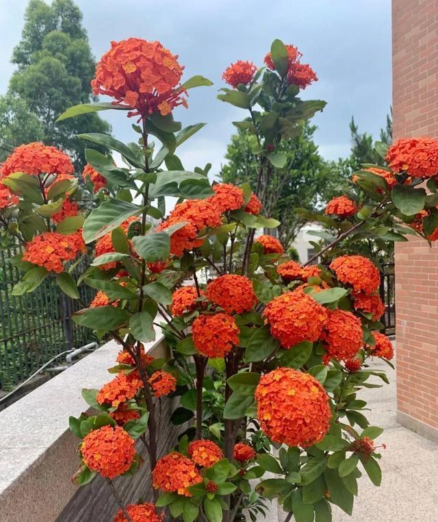 最适合阳台养的"龙船花",越热越晒,开花越多