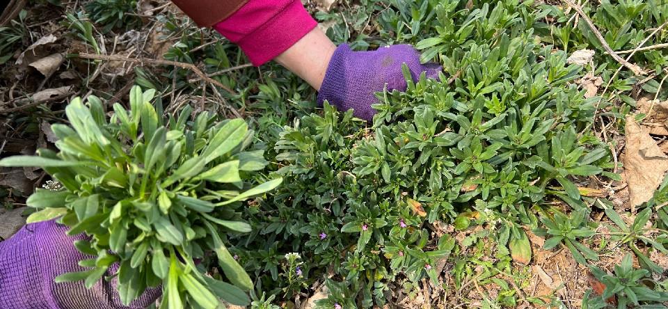 春天最该吃的不是荠菜而是田紫草蒸一蒸就上桌营养好吃不上火